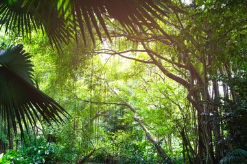 Background of fresh green trees and leaves