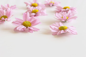 Wonderful fresh pink Leucanthemum isolated on white background. There is a place for your text.