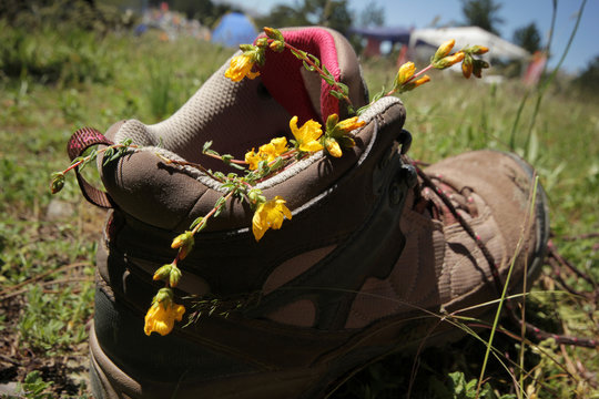 Flowers in a hiking shoes
