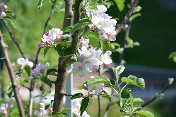 Apple tree in flowers,flower, spring, nature, blossom, tree, flowers, garden, plant, pink, green, bloom, white, beauty, branch, blooming, macro, summer, apple, flora, beautiful, floral, leaf