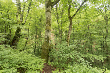 Fototapeta na wymiar Deep green forest wilderness in Europe 