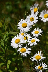 Fototapeta premium Wild Daisies in Maine