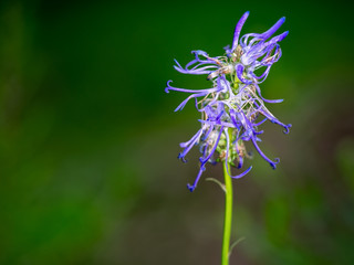 Phyteuma scorzonerifolium