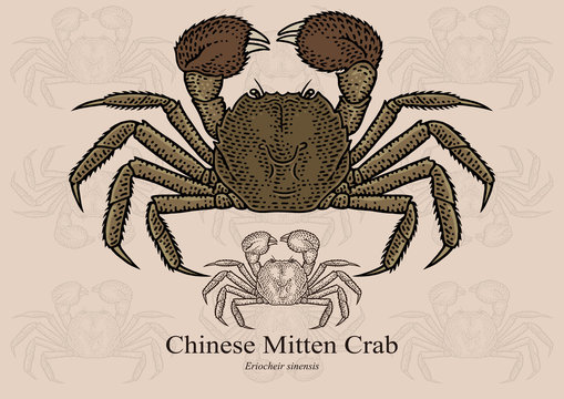 Chinese Mitten Crab. Vector illustration with refined details and optimized stroke that allows the image to be used in small sizes (in packaging design, decoration, educational graphics, etc.)