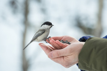 A small bird poecile montanus eats sunflower seeds from a hand in winter