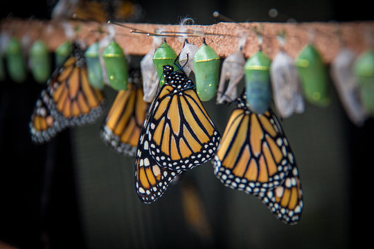 Benalmadena, Spain; March 29, 2018: Butterflies being born from their crisalida