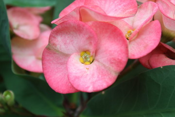 Naklejka premium pink flower in garden