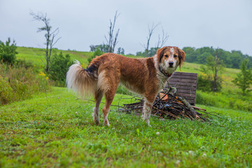 Country Dog 