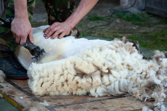 shearing wool from a ram