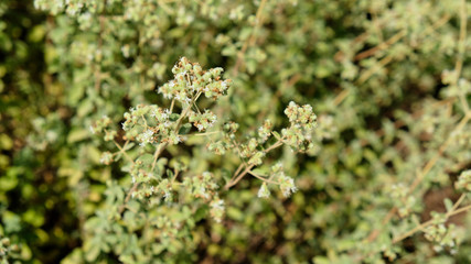 Winter savory herb (Satureja Montana) growing in the garden
