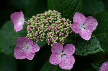 あじさいの花