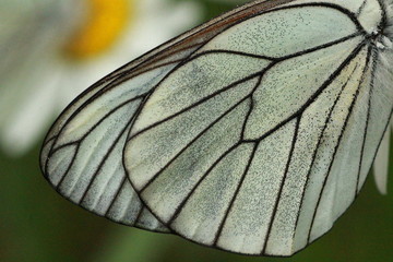 ailes de papillon