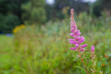 Flower in the filed