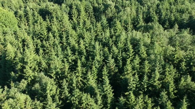 Summer fir forest abstract background from drone in motion, aerial