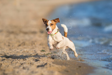Jack russell terrier dog running on a beach of sea - obrazy, fototapety, plakaty