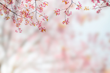 Obraz na płótnie Canvas Soft focus Cherry Blossom or Sakura flower. Background blur.