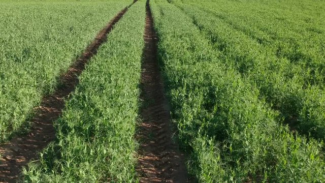 Fresh green pea field and tractor tracks in summer from drone, aerial