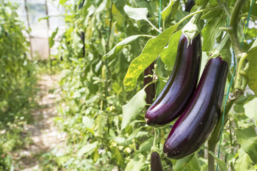 Eggplant field 