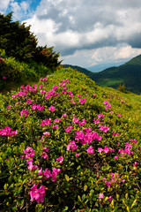 Flowering pink rhododendrons on green mountain slopes