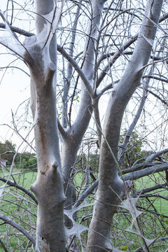 Bird Cherry Ermine Tree Web