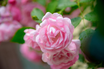 closeup of rose bush flower in garden