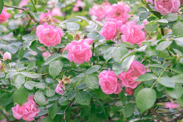 closeup of rose bush flowers in garden