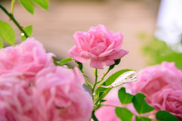 closeup of rose bush flowers in garden