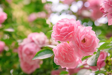 closeup of rose bush flowers in garden