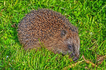 Hedgehog on the short grass of an urban lawn