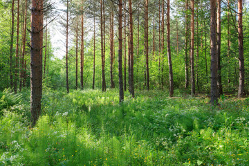 Fototapeta na wymiar Lush forest at summer in Finland
