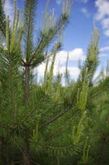 young pine trees