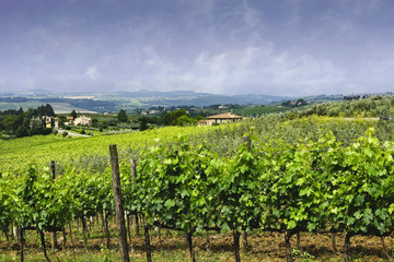 Fototapeta na wymiar Vineyard in Tuscany, Italy