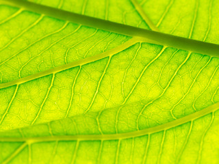 Select focus of green leaf texture macro and bleary of leaves texture.Useful as background.