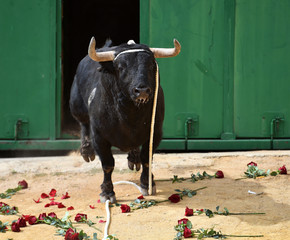 toro español