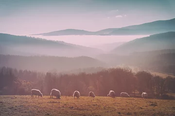 Gordijnen vintage flock of sheep © mimadeo