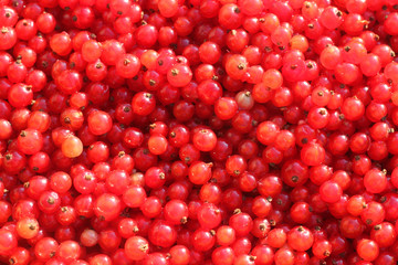 Background of red currant berries.