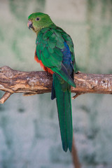 Green parrot