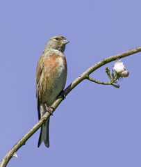 linnet bird
