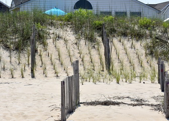 Newly planted sea oats on dune