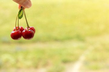 Cherry on bright green background. Summer concept with copy space. Toning effect. 