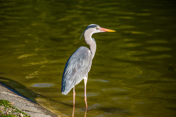 Grey heron close up