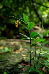 Wild Tulip Flower After Rain