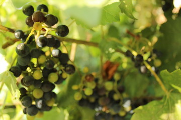 Grapes close up background. Autumn sunny day. Beautiful nature. Copy space. 