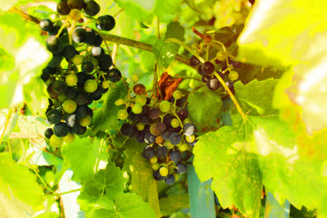 Grapes close up background. Autumn sunny day. Beautiful nature. Copy space. 