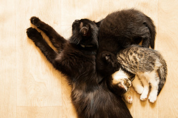 The little kitten sleeps with her mother and young kittens.