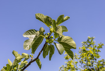 feige im garten unter blauem himmel