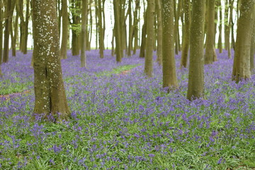 Purple fields 