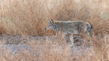 Coyote