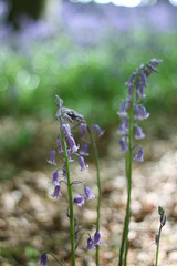Bluebells 