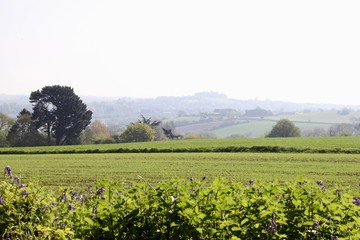 Fields in England 